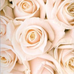 Smell The Roses 🌹